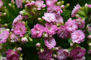 小さなピンクの花