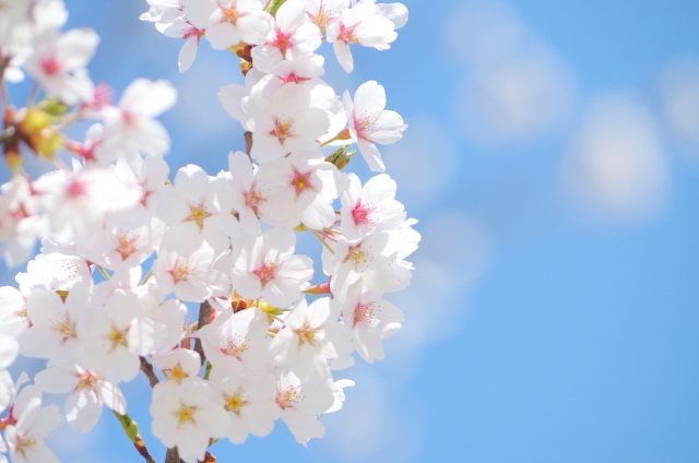 「桜 写真」の画像検索結果